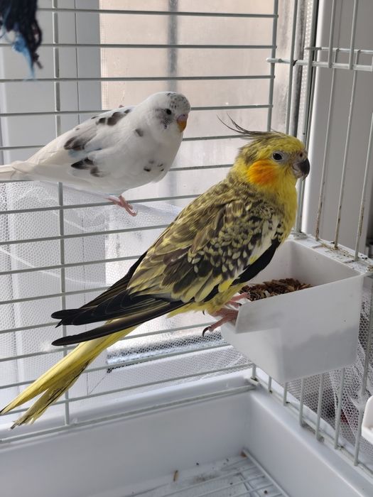 Продам попугаев "корела и волнистый "