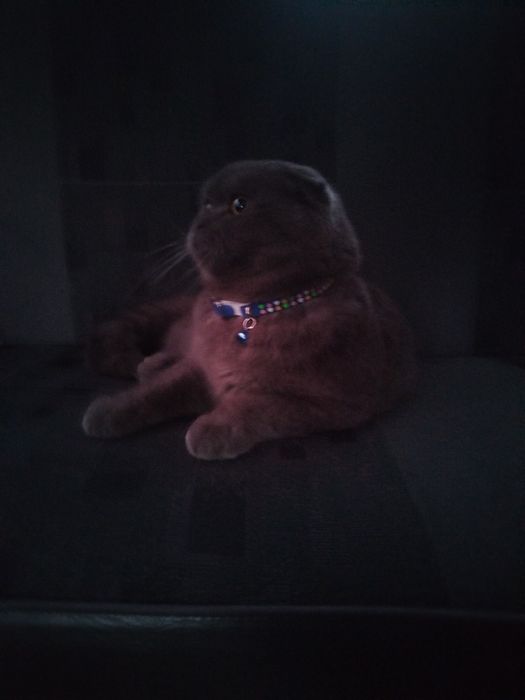 Scotish Fold Britanskiy