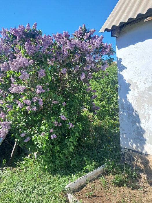 Продается дача ПО Оптимист