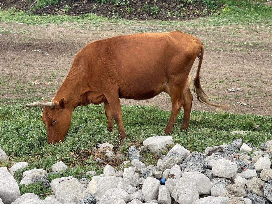 Сиырлар сатылады