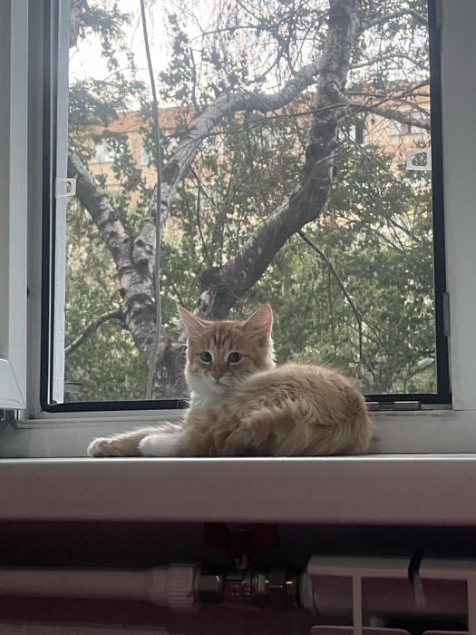 Отдам Роки в добрые руки