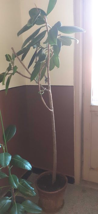 Фикуси (Голям + малък)