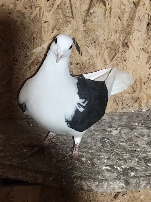 Porumbei voiajori căpăciți