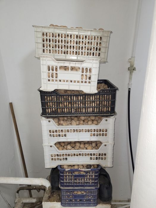 Тонкокорые грецкие орехи