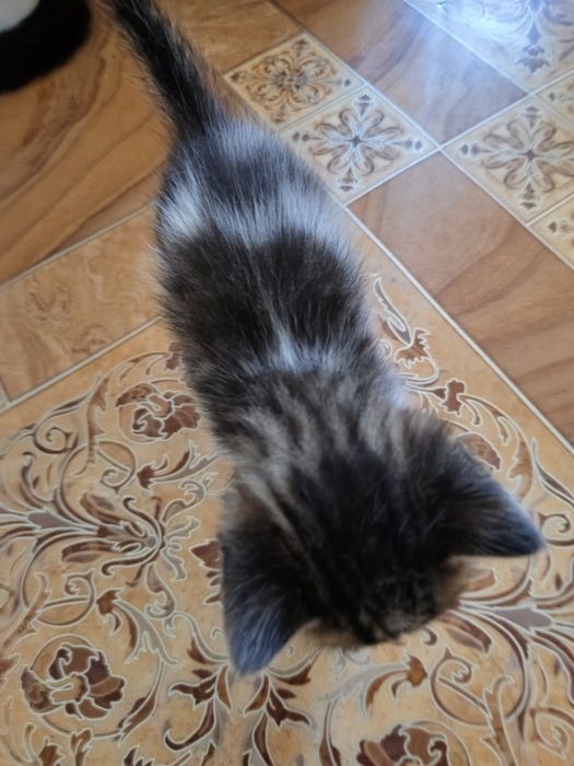 Котик мальчик остался один.