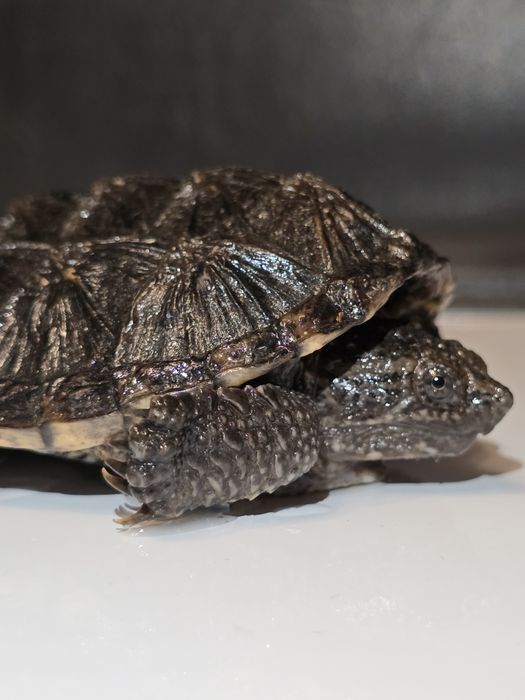 Каймановая черепаха