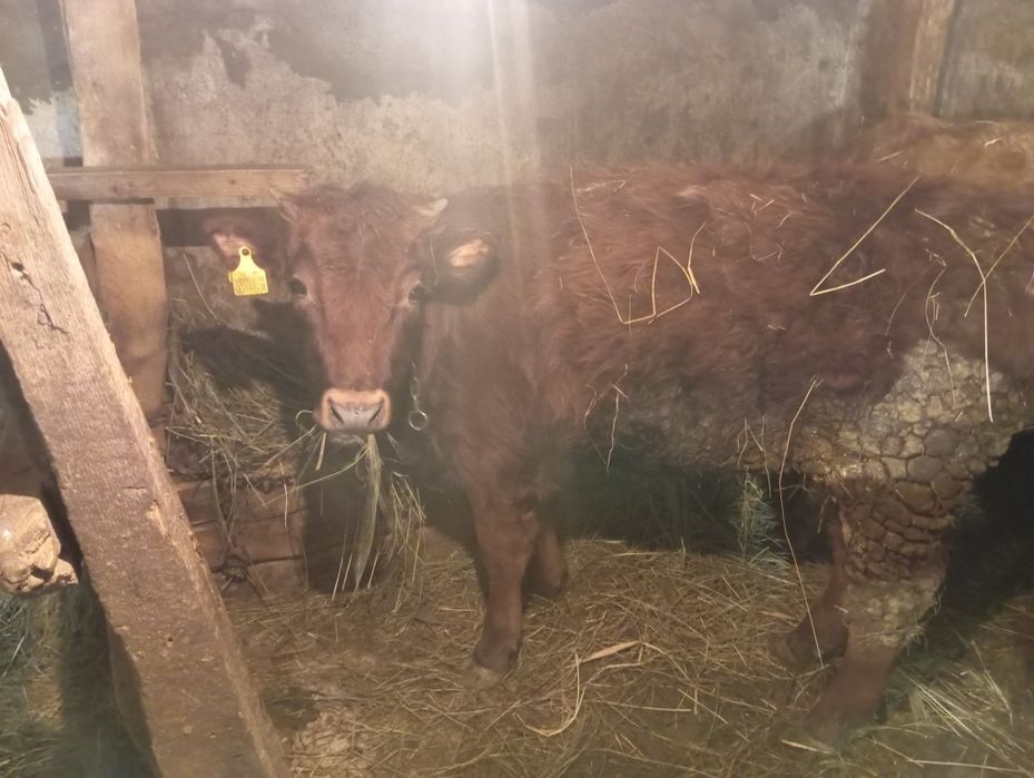 Продам телят  бычек две телочки