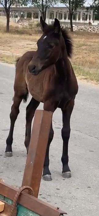De vanzare 3 bucați