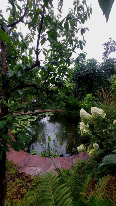 Строительство прудов, водоемов, водопадов, водные растения, карпы Кои