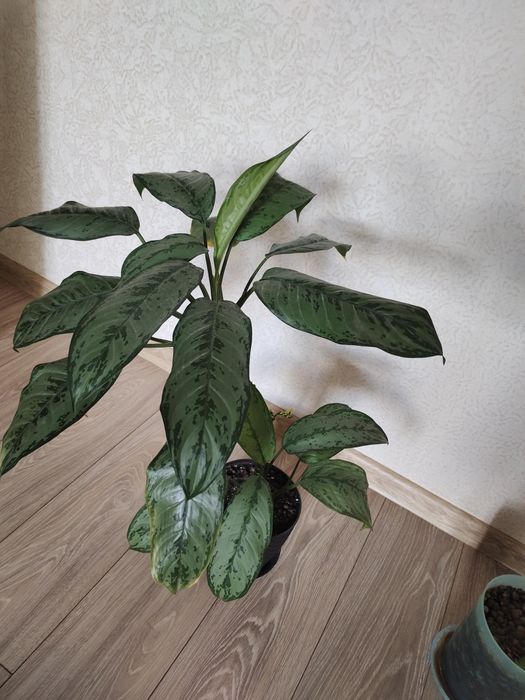 Продам недорого комнатные цветы