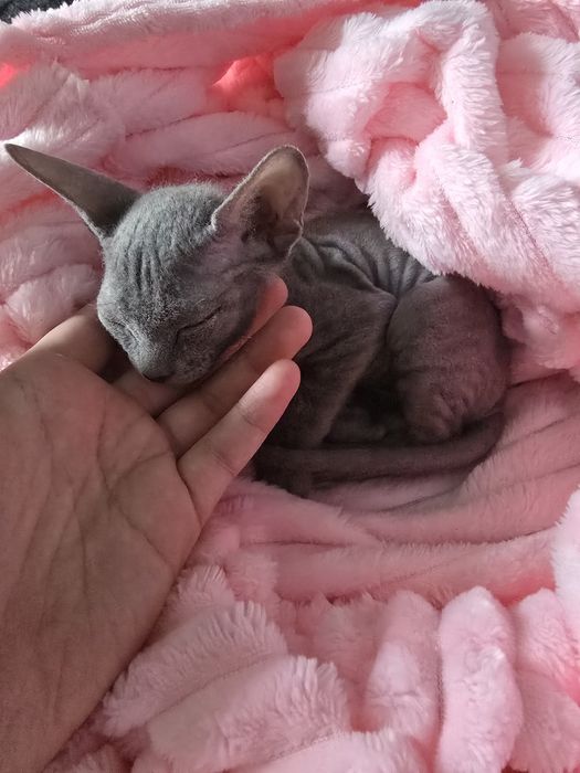 Продам котенка (Канадский сфинкс)