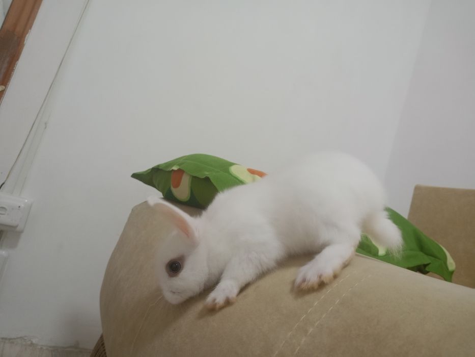 Отдам продам кролика