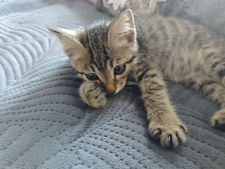 Котенок (табби) девочка ищет семью