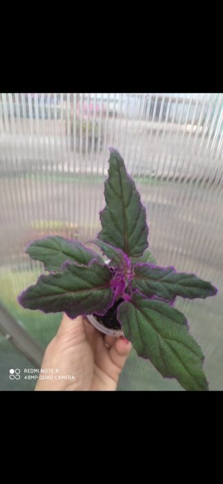 Цветы цветы цветы