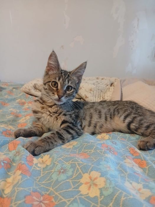 Отдам котенка девочку