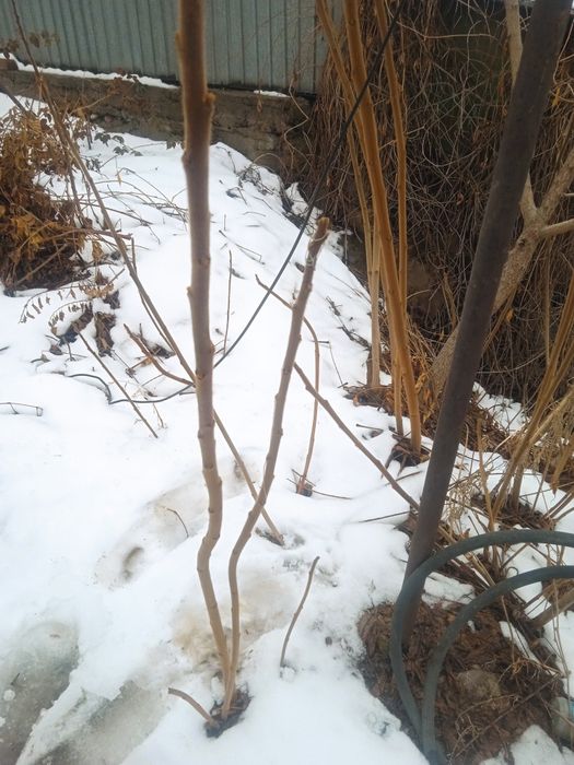 Саженцы, Сумаха.красивое дерево