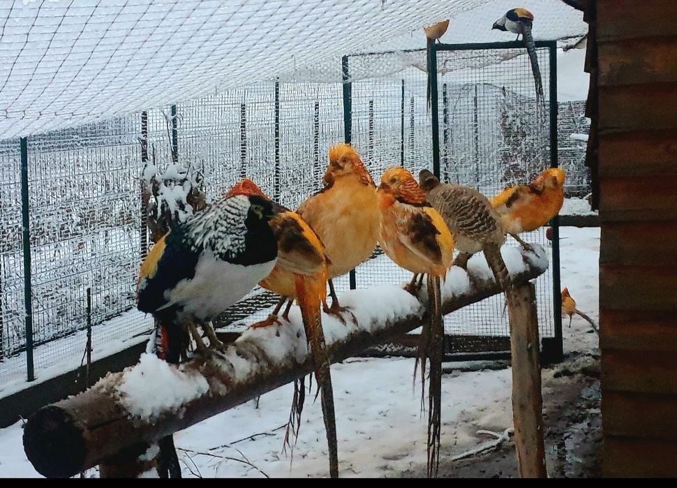 Fazan auriu, fazan diamant, fazan argintiu