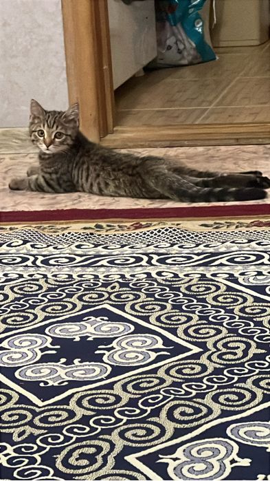 Отдам котенка 6 мес