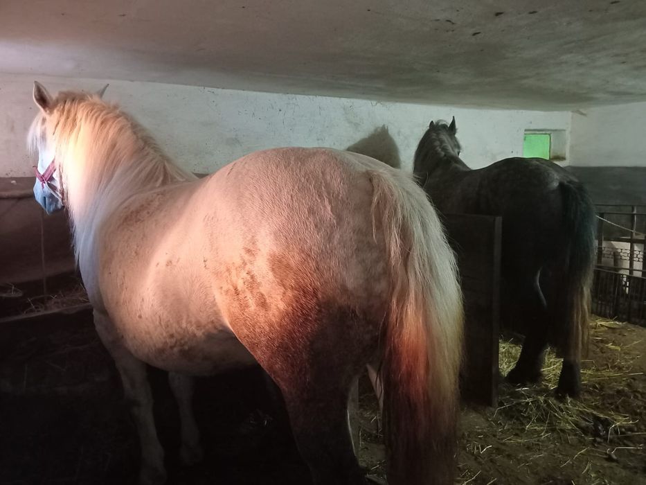 Vand o pereche de caii