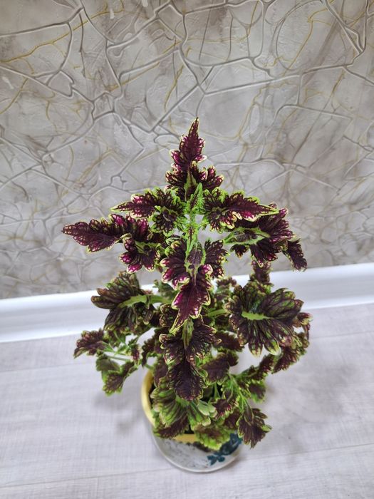 Комнат гүлдері-Комнатные цветы