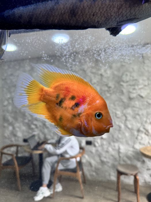 Балыктар сатылады скидкамен