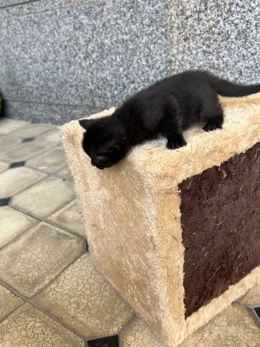 Продаются котята. ЦЕНА ДОГОВОРНАЯ