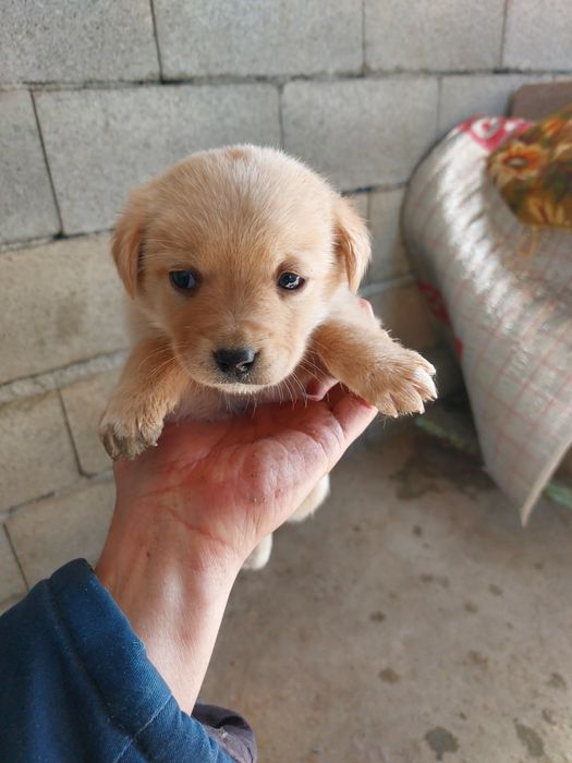 Отдам щенков бесплатно лабрадор