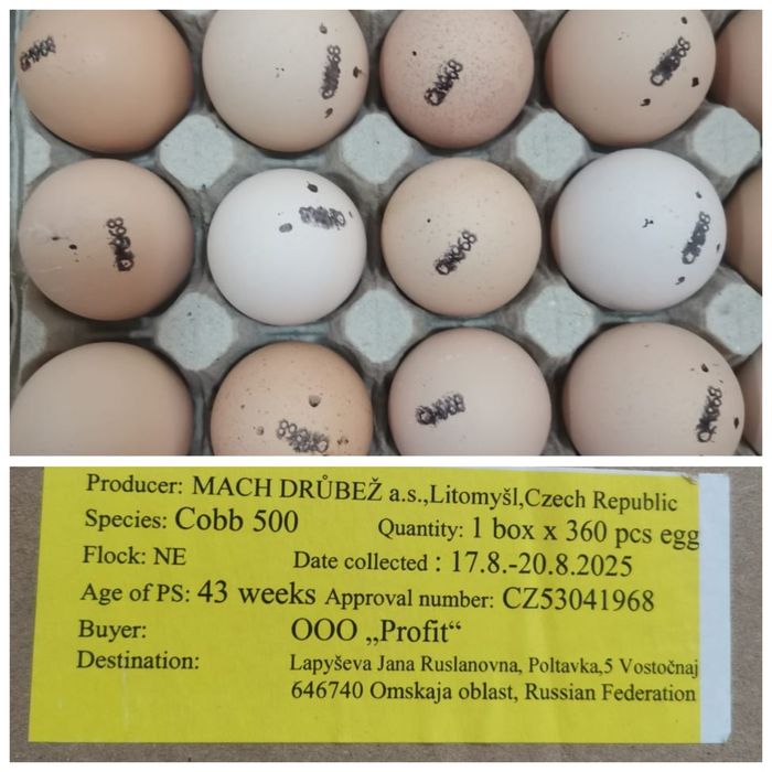 Цыплята бройллеры суточные