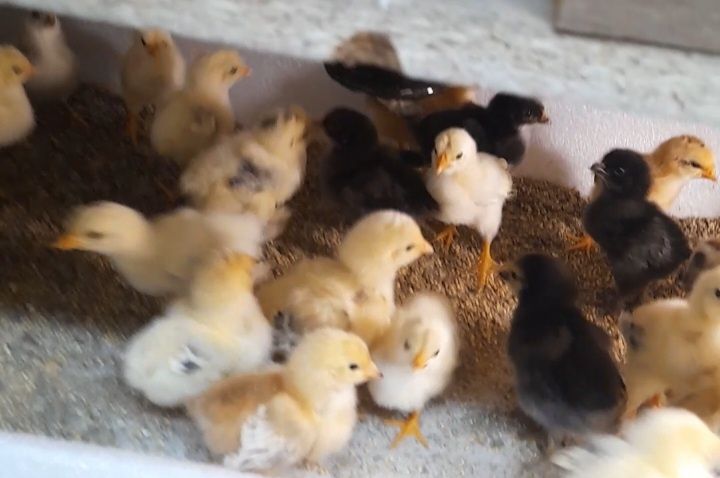 Балапан сатылады