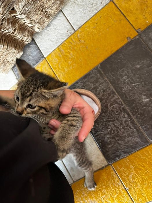 Отдам котенка в хорошие руки