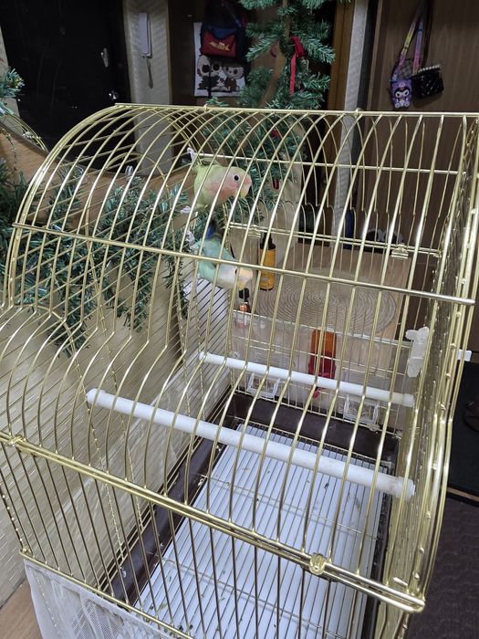 Продам попугаев с клеткой