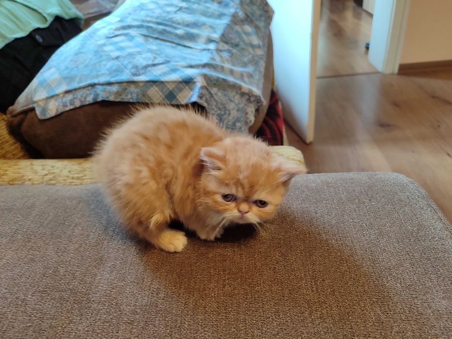 Женски екзотични котки на 2 години и на 5 месеца.