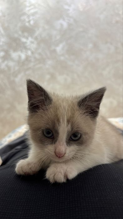 Котенок мальчик в добрые руки