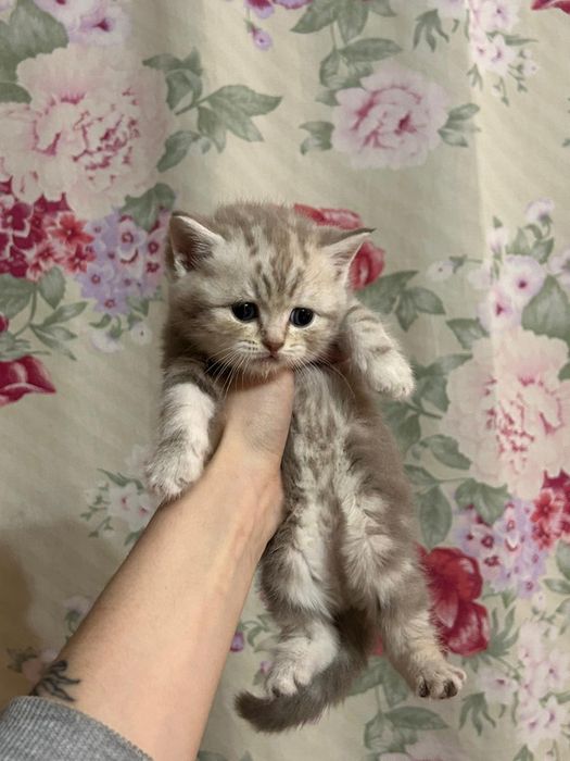 Шотландские котята Скоттиш-страйт