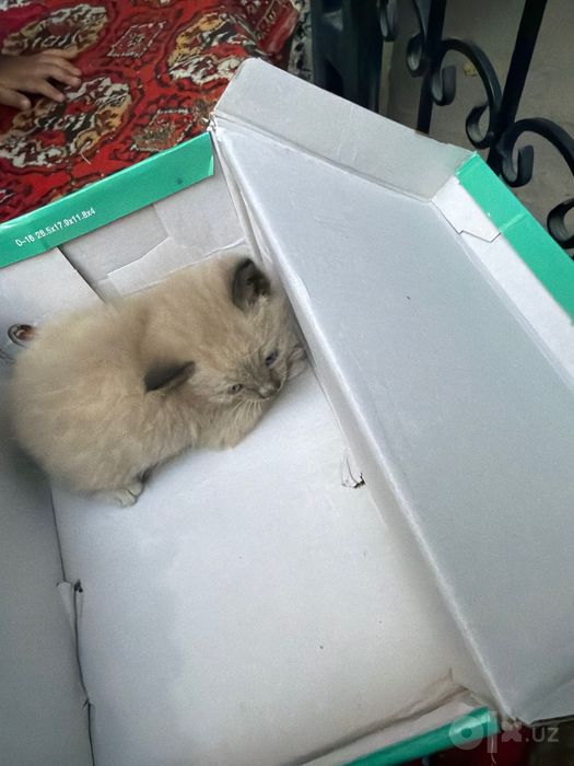 кошка сиамская кошка