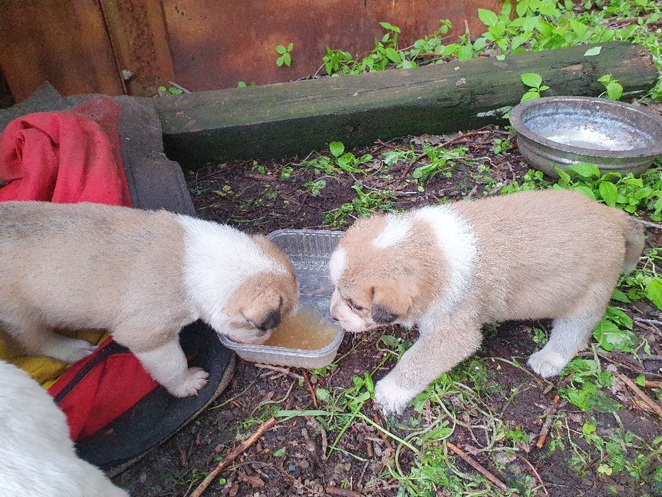 Срочно отдают щенков в добрые руки