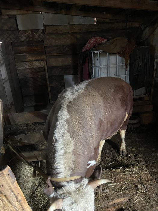 Продам бычков 5 голов