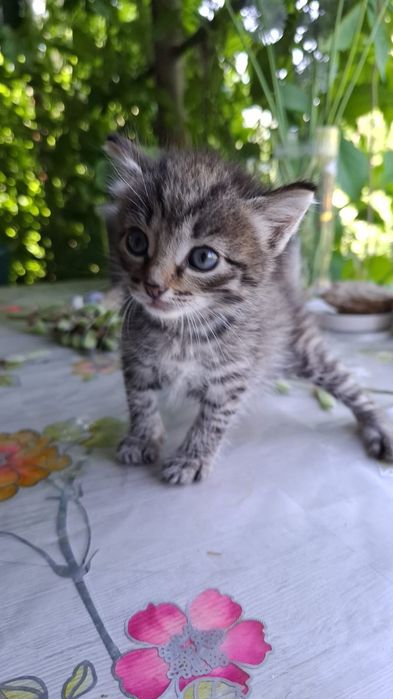Отдам котёнка рыжего и полосатого