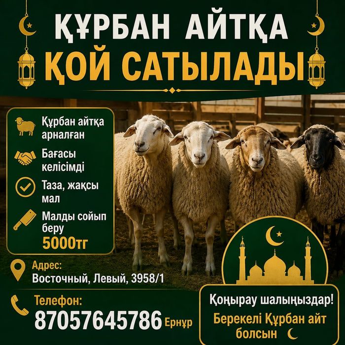 Қой сатылады васточыныи левыи 39 58 /1