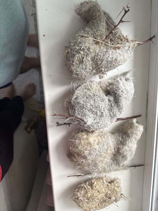 Құрқылтайтың ұясы