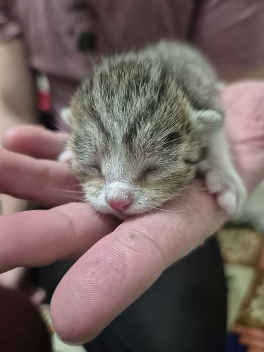 Мысық тегін 3  баласы мамасымен