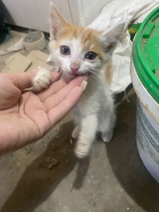 Котята в добрые руки