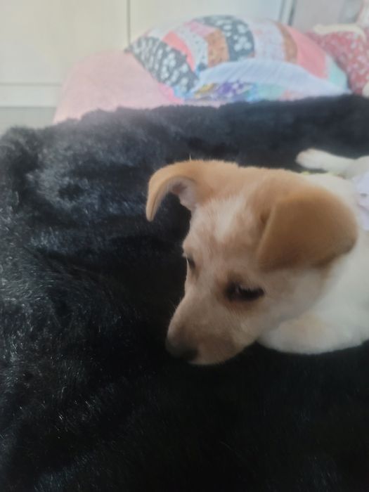 Отдам даром добрым людям