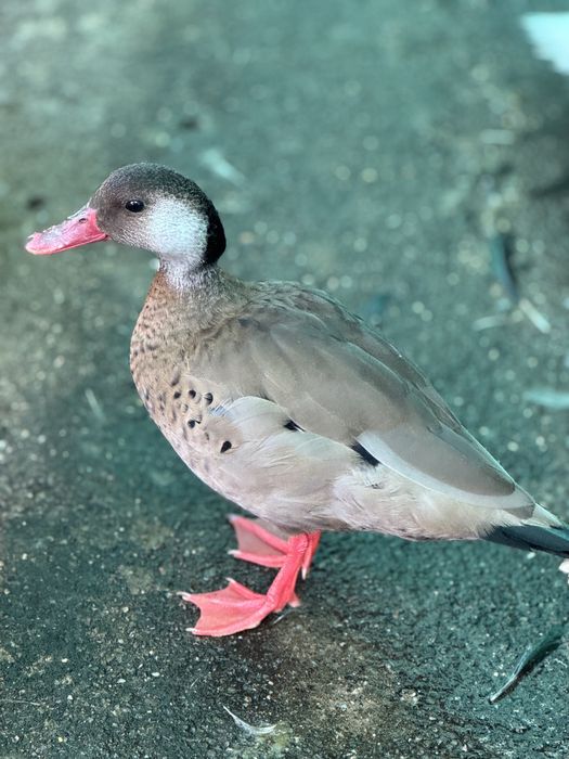 Rațe sălbatice de vânzare