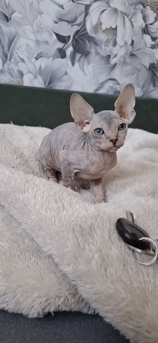 Котята канадского сфинкса