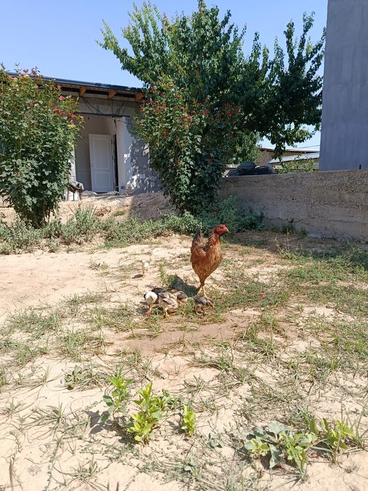 Tovuq sotiladi 10 ta jojasi bilan