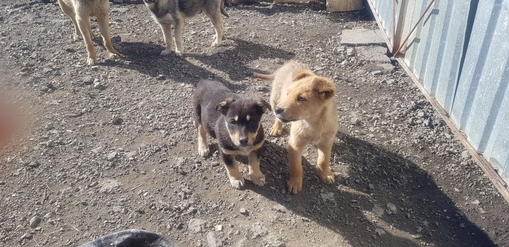 Отдам в добрые руки