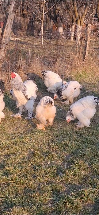 Ouă incubat brahma herminat deschis