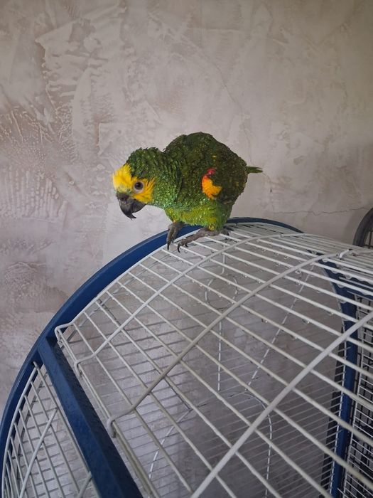 Экзотический Папугай Амазонка