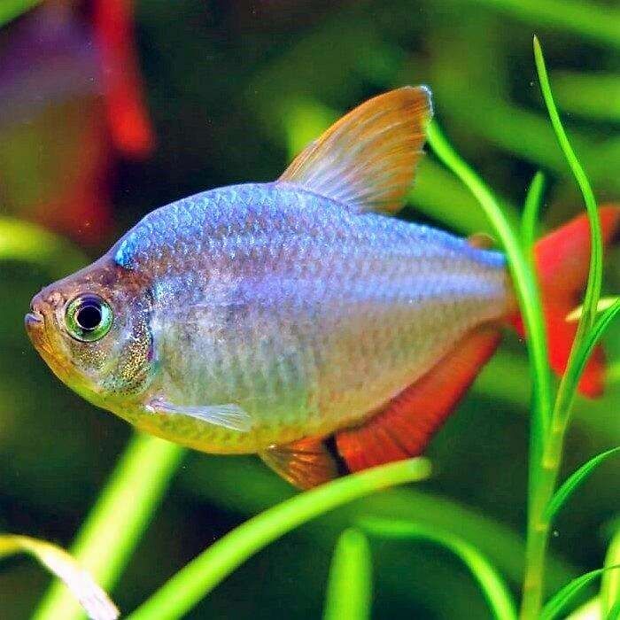 Колумбийская тетра